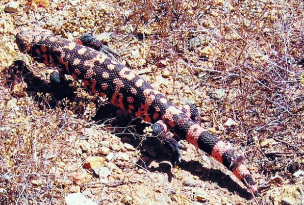 Tanque Verde Ridge Trail: Take long or short hike along Tanque Verde trail